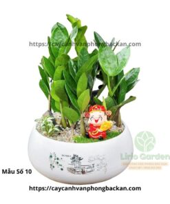 Cây Kim Tiền Trang Trí Tiểu Cảnh