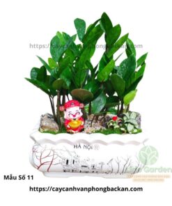 Cây Kim Tiền Trang Trí Tiểu Cảnh