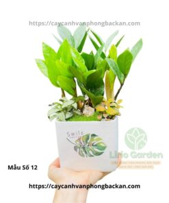 Cây Kim Tiền Trang Trí Tiểu Cảnh