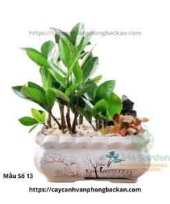 Cây Kim Tiền Trang Trí Tiểu Cảnh