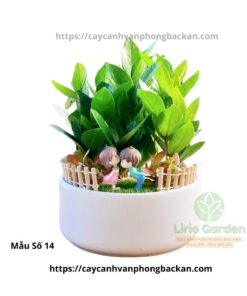 Cây Kim Tiền Trang Trí Tiểu Cảnh