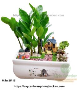 Cây Kim Tiền Trang Trí Tiểu Cảnh