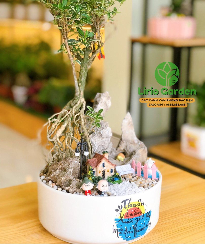 Cây Bạch Tuyết Mai Trang Trí Tiểu Cảnh