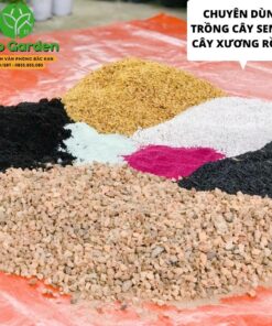 Đất Trồng Cây Sen Đá Xương Rồng Loại Siêu Thoáng