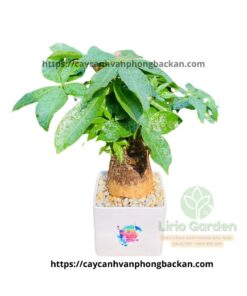 Kim Ngân Một Thân Củ To