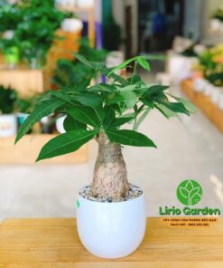 Kim Ngân Một Thân Củ To
