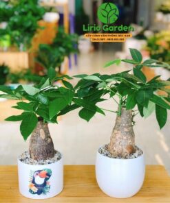 Kim Ngân Một Thân Củ To