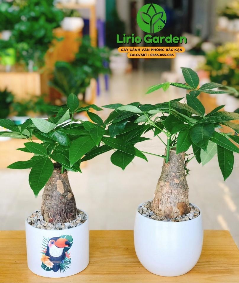 Kim Ngân Một Thân Củ To