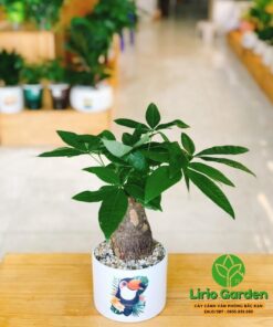 Kim Ngân Một Thân Củ To