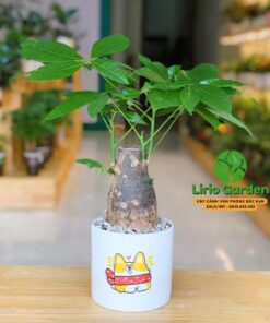 Kim Ngân Một Thân Củ To