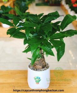 Kim Ngân Một Thân Củ To
