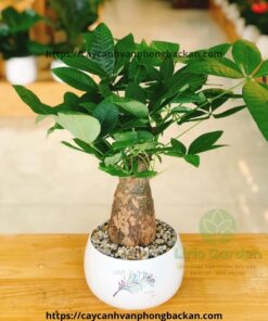 Kim Ngân Một Thân Củ To