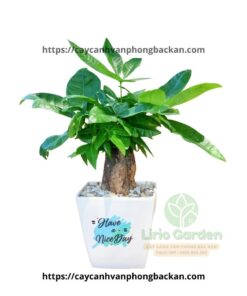Cây Kim Ngân Một Thân Size Vừa
