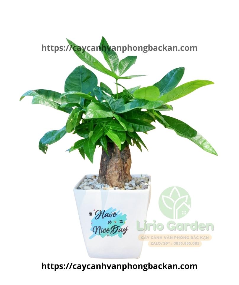 Cây Kim Ngân Một Thân Size Vừa