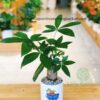 Cây Kim Ngân Một Thân Size Vừa