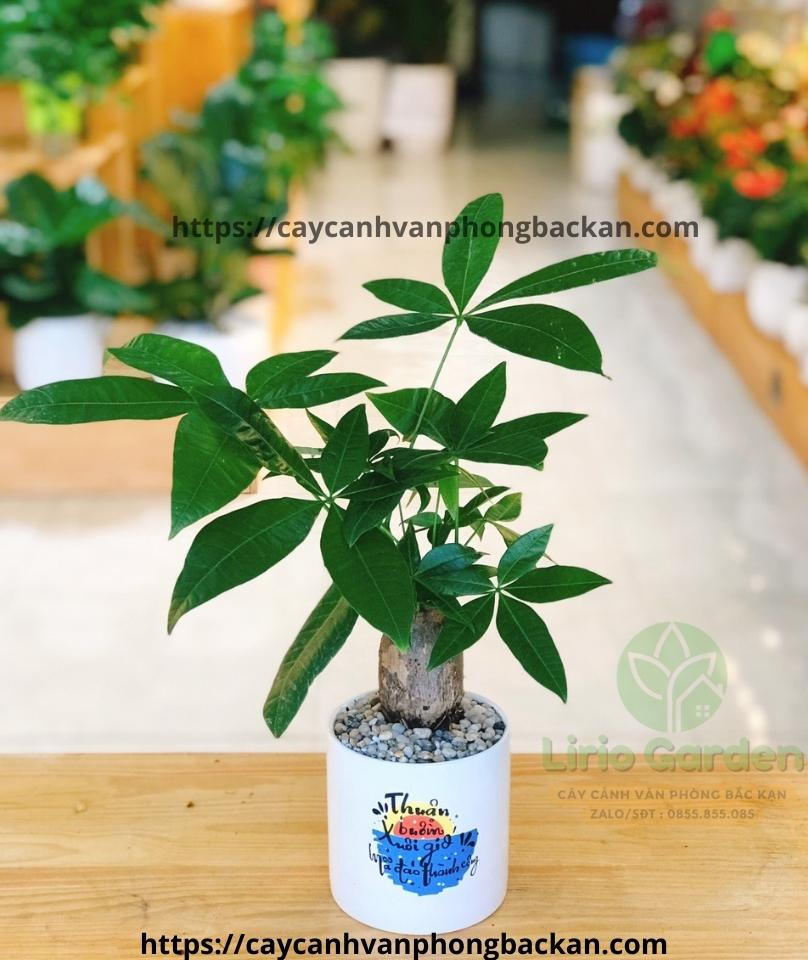 Cây Kim Ngân Một Thân Size Vừa