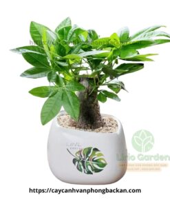 Cây Kim Ngân Một Thân Size Vừa