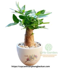 Cây Kim Ngân Một Thân Size Vừa