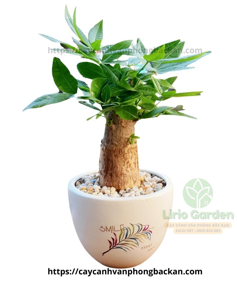Cây Kim Ngân Một Thân Size Vừa Cây Kim Ngân Một Thân Size Vừa