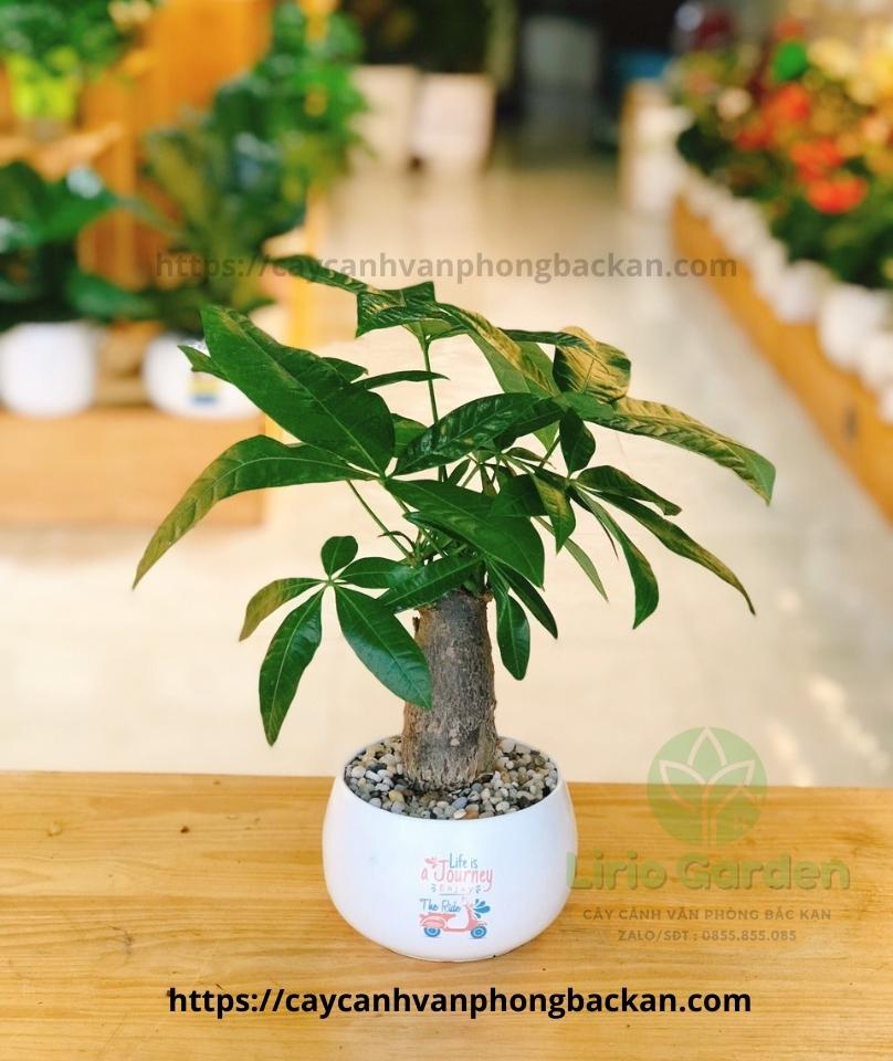 Cây Kim Ngân Một Thân Size Vừa Cây Kim Ngân Một Thân Size Vừa