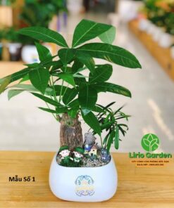 Cây Kim Ngân Trang Trí Tiểu Cảnh