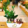 Cây Kim Tiền Trang Trí Tiểu Cảnh