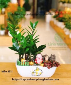 Cây Kim Tiền Trang Trí Tiểu Cảnh