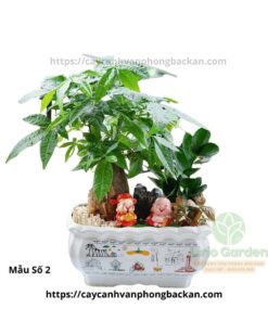 Cây Kim Tiền Trang Trí Tiểu Cảnh