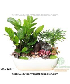 Cây Kim Tiền Trang Trí Tiểu Cảnh