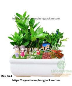 Cây Kim Tiền Trang Trí Tiểu Cảnh