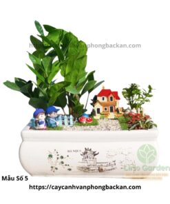 Cây Kim Tiền Trang Trí Tiểu Cảnh