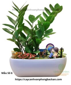 Cây Kim Tiền Trang Trí Tiểu Cảnh