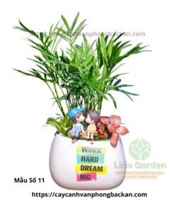 Cây Cau Tiểu Trâm Trang Trí Tiểu Cảnh