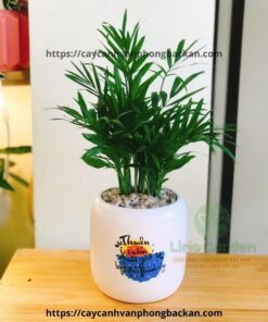 Cây Cau Tiểu Trâm