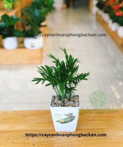 Cây Cau Tiểu Trâm