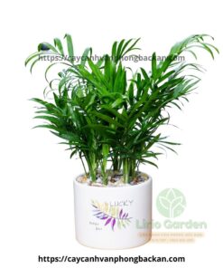 Cây Cau Tiểu Trâm