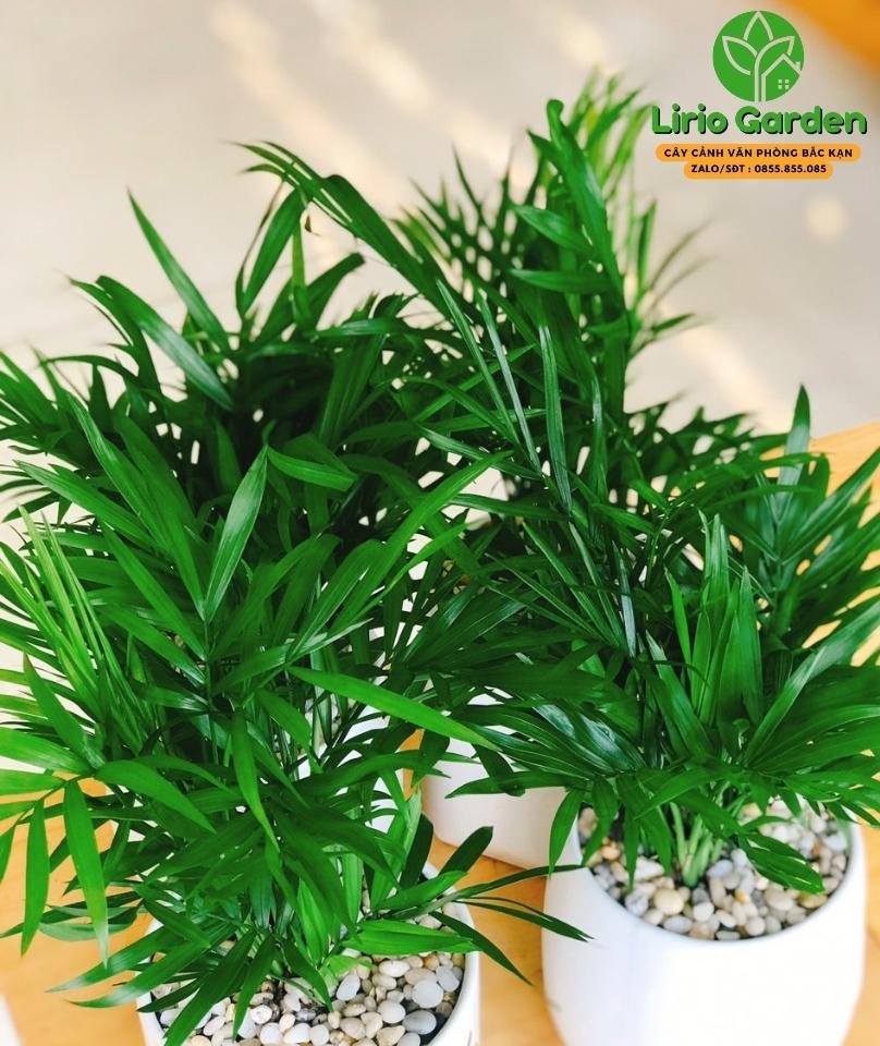 Cây Cau Tiểu Trâm