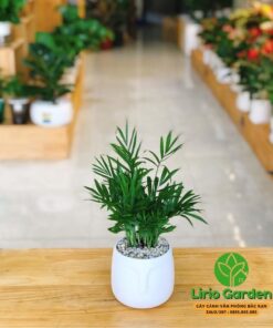 Cây Cau Tiểu Trâm