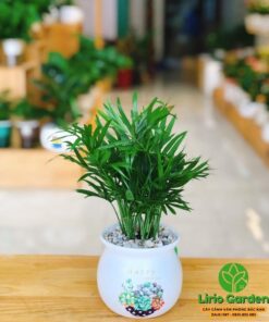 Cây Cau Tiểu Trâm