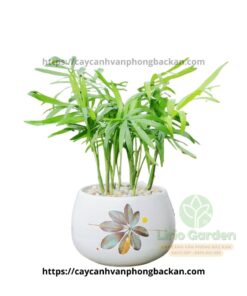 Cây Cau Tiểu Trâm