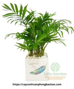 Cây Cau Tiểu Trâm