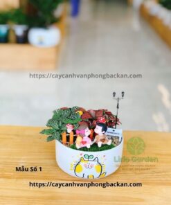 Cây Cẩm Nhung Trang Trí Tiểu Cảnh