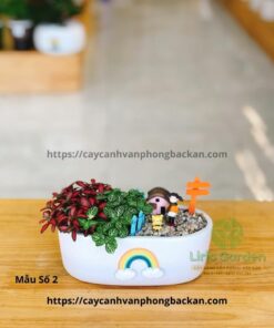 Cây Cẩm Nhung Trang Trí Tiểu Cảnh
