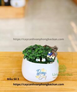 Cây Cẩm Nhung Trang Trí Tiểu Cảnh