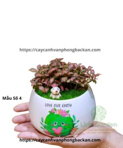 Cây Cẩm Nhung Trang Trí Tiểu Cảnh