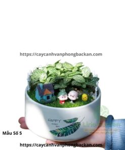 Cây Cẩm Nhung Trang Trí Tiểu Cảnh