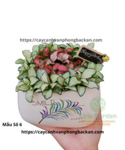 Cây Cẩm Nhung Trang Trí Tiểu Cảnh