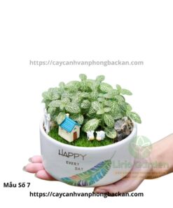 Cây Cẩm Nhung Trang Trí Tiểu Cảnh