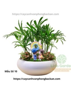 Cây Cau Tiểu Trâm Trang Trí Tiểu Cảnh