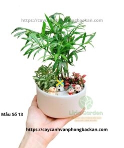 Cây Cau Tiểu Trâm Trang Trí Tiểu Cảnh